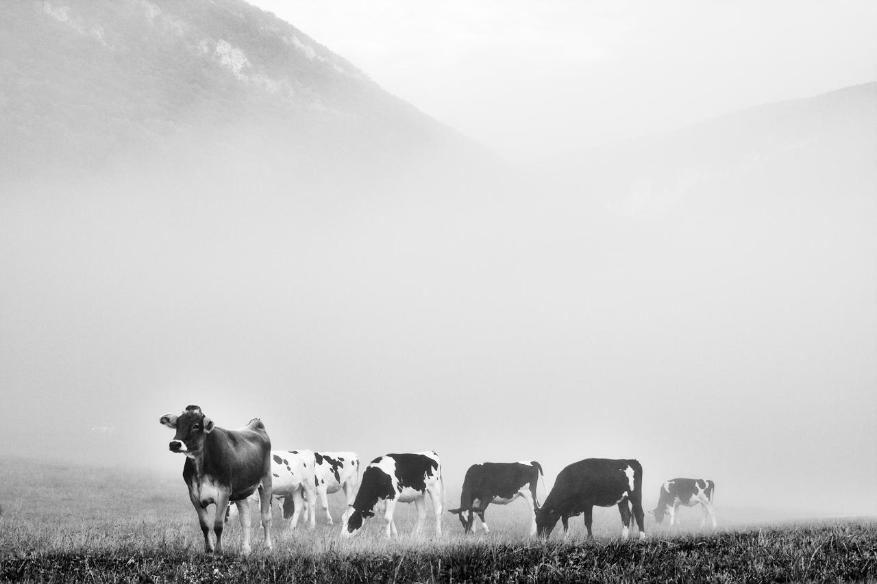 Misty Cows