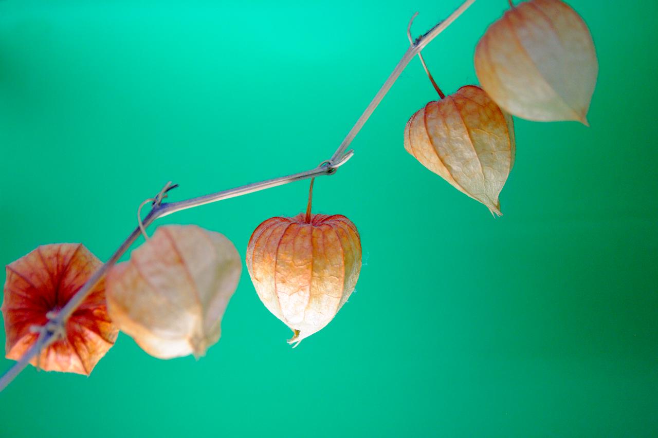 Paper Lanterns