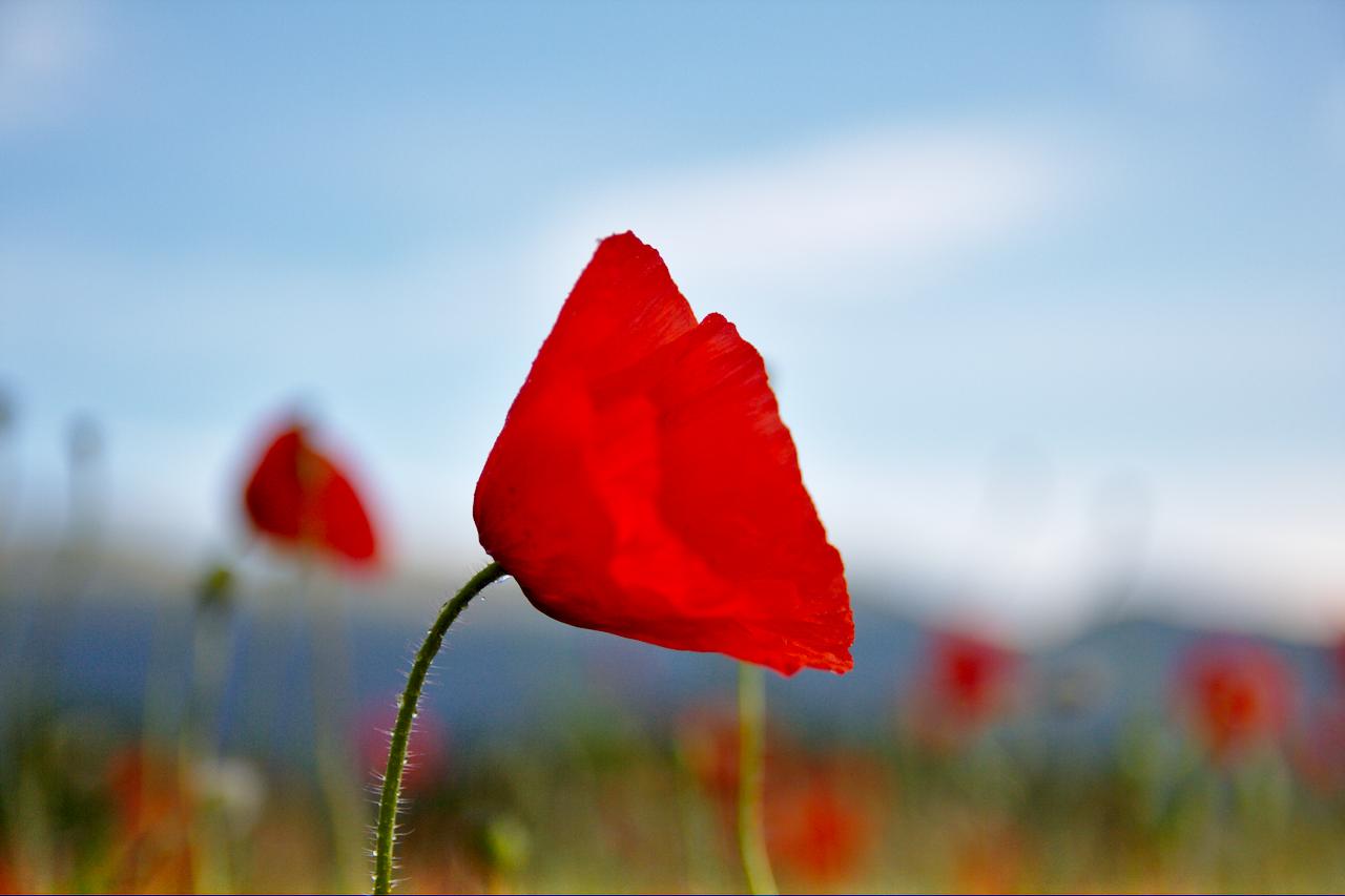 Poppies and Bees