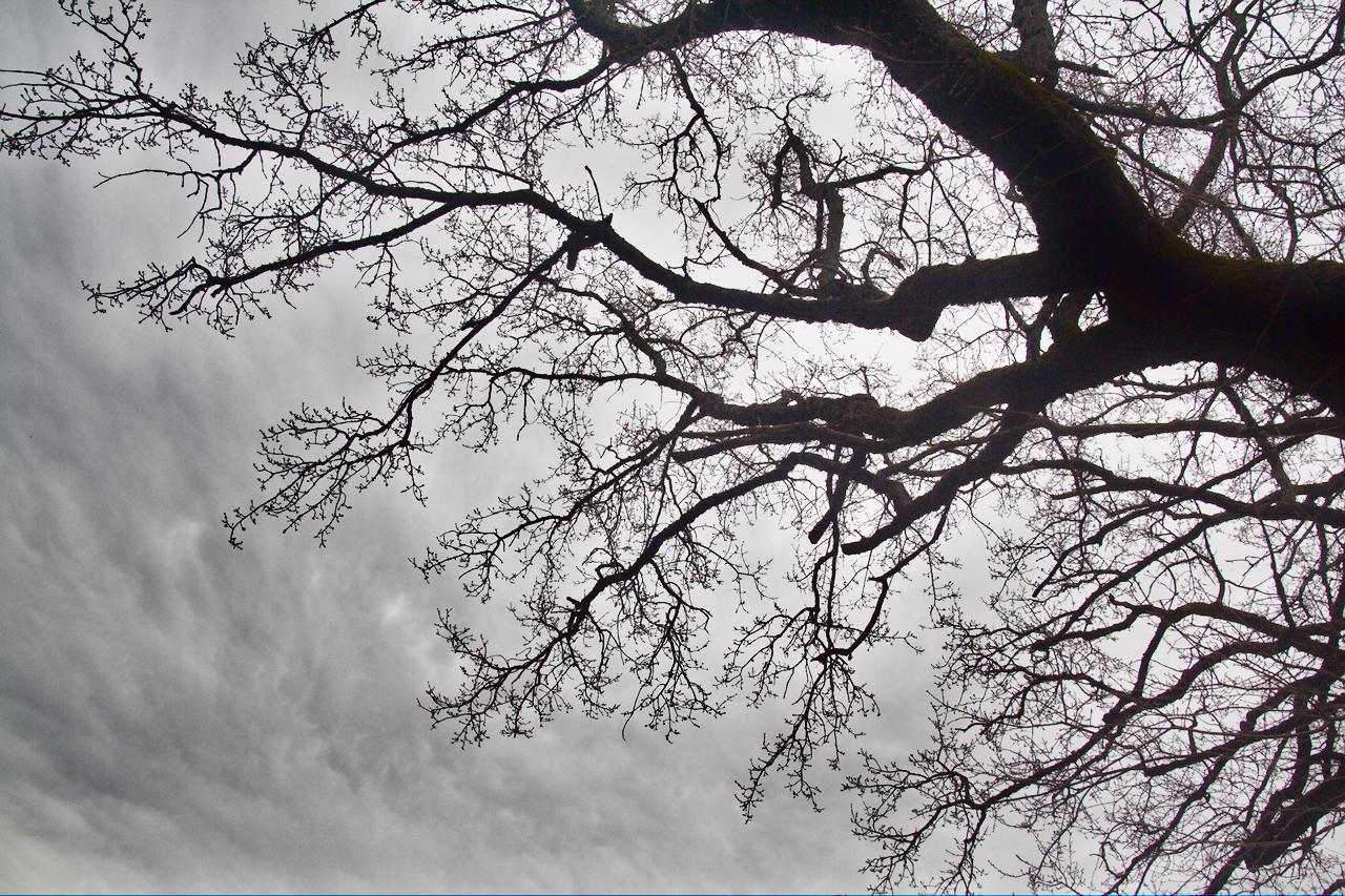 Trees and Silhouettes