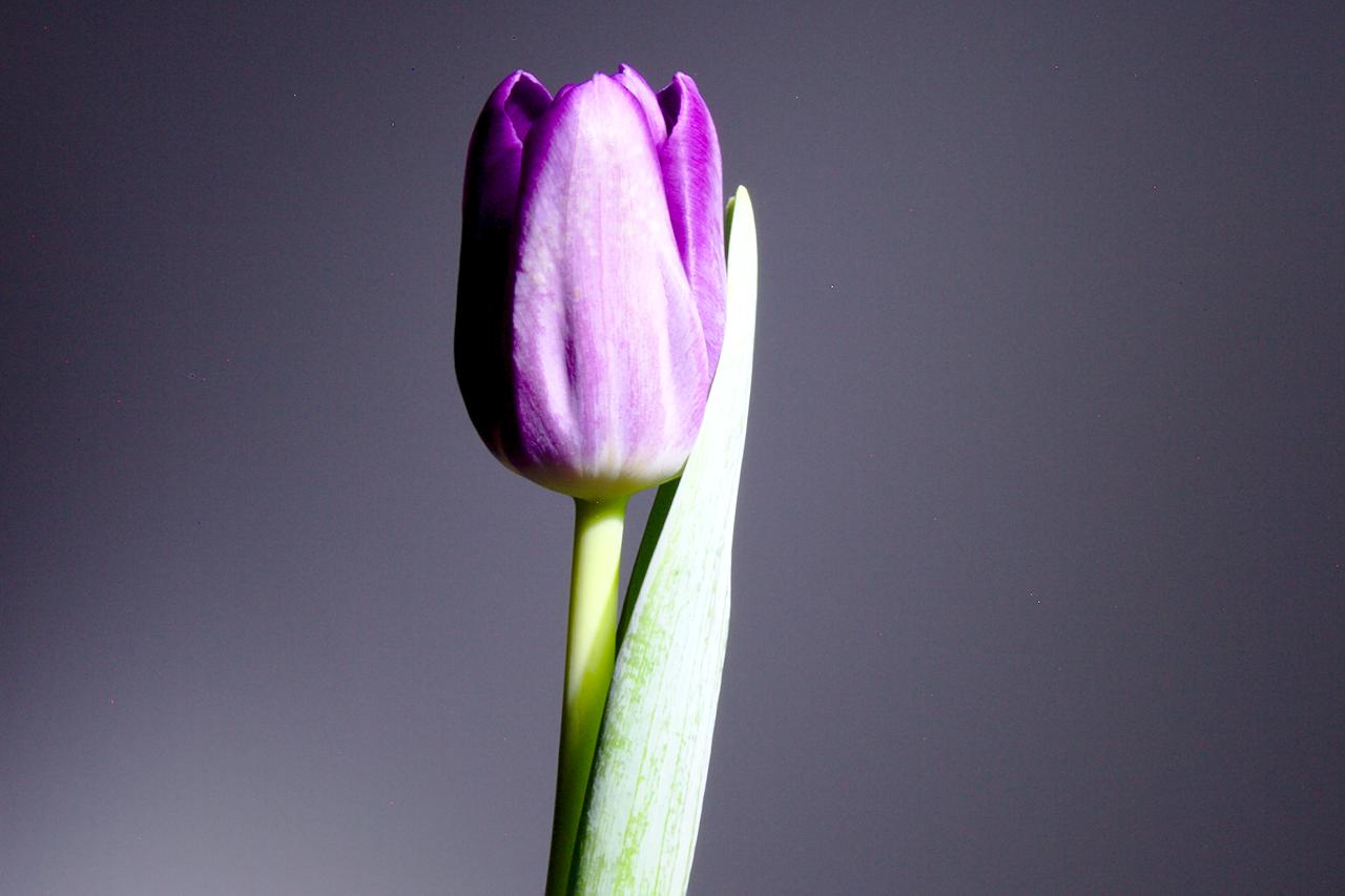 Space Tulips and Fruits